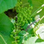 young grapes